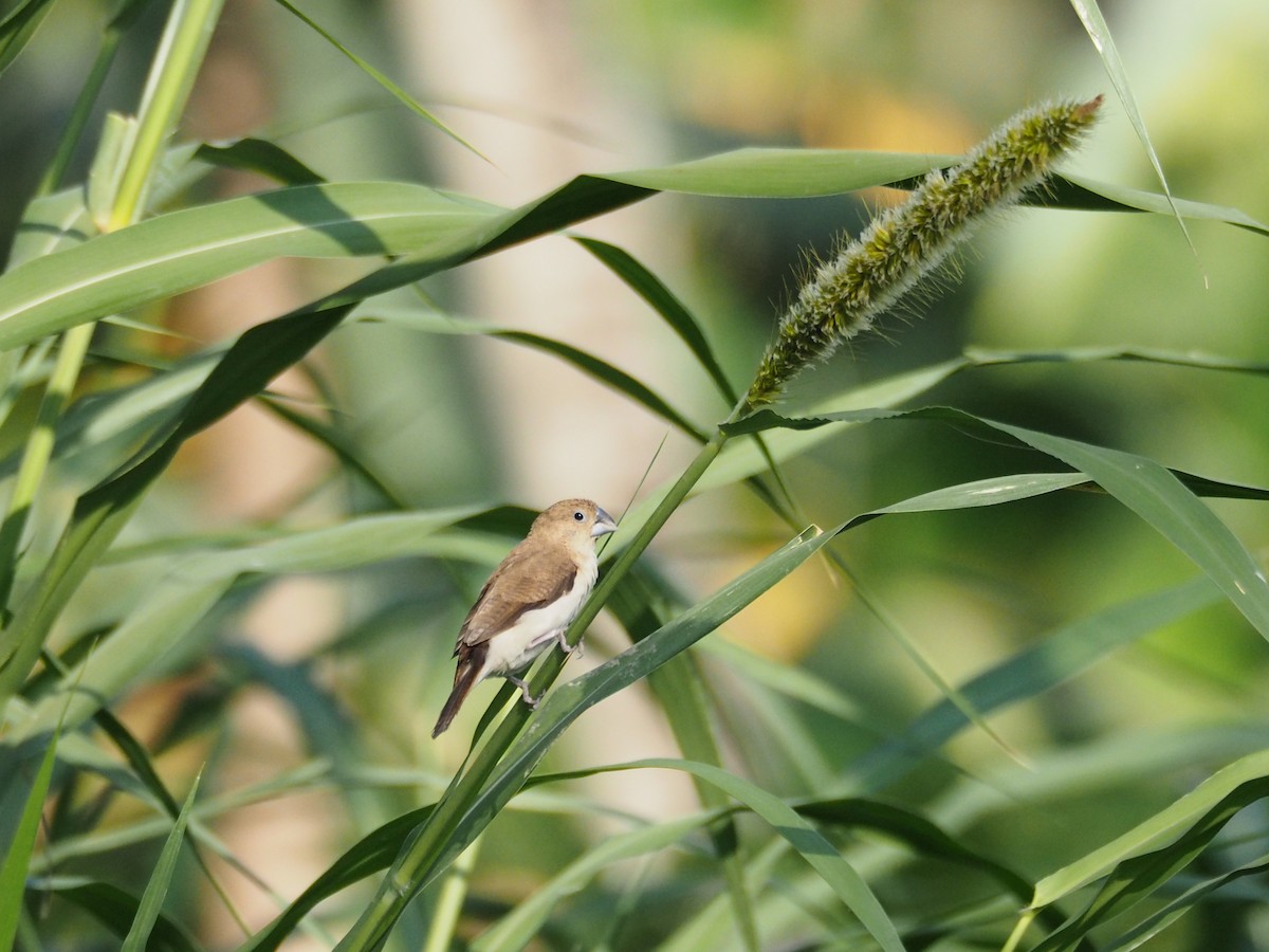 African Silverbill - ML638400746