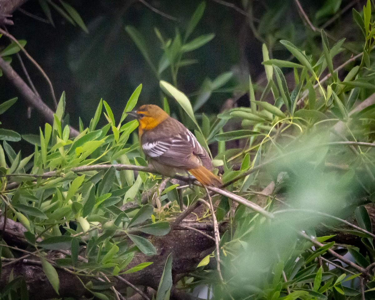 Bullock's Oriole - ML638400766