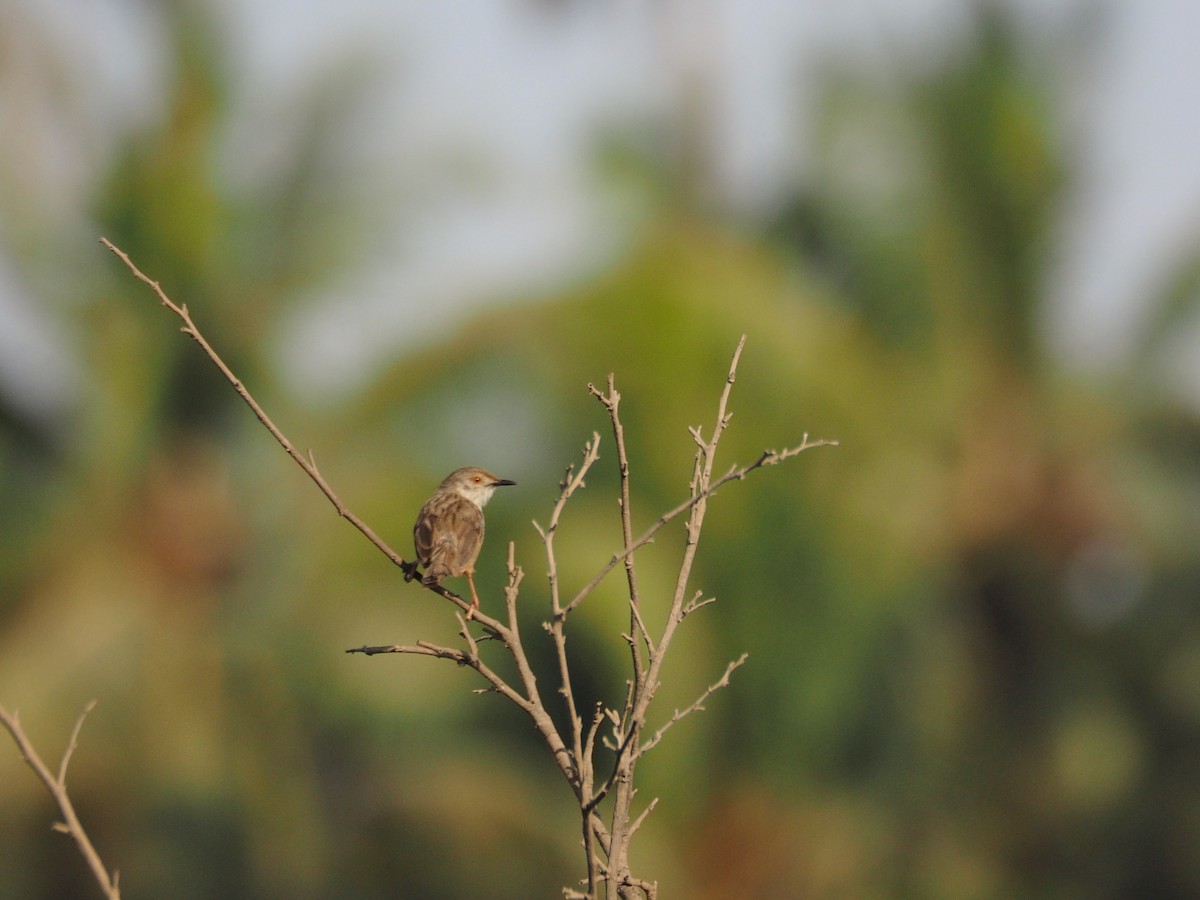 Prinia Grácil - ML638400770