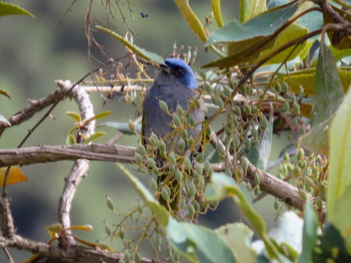 Blue-capped Tanager - ML638400778
