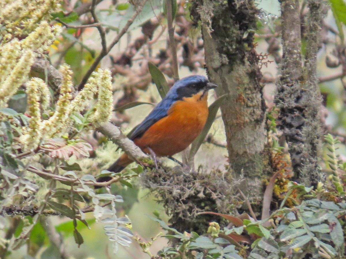 Chestnut-bellied Mountain Tanager - ML638400787