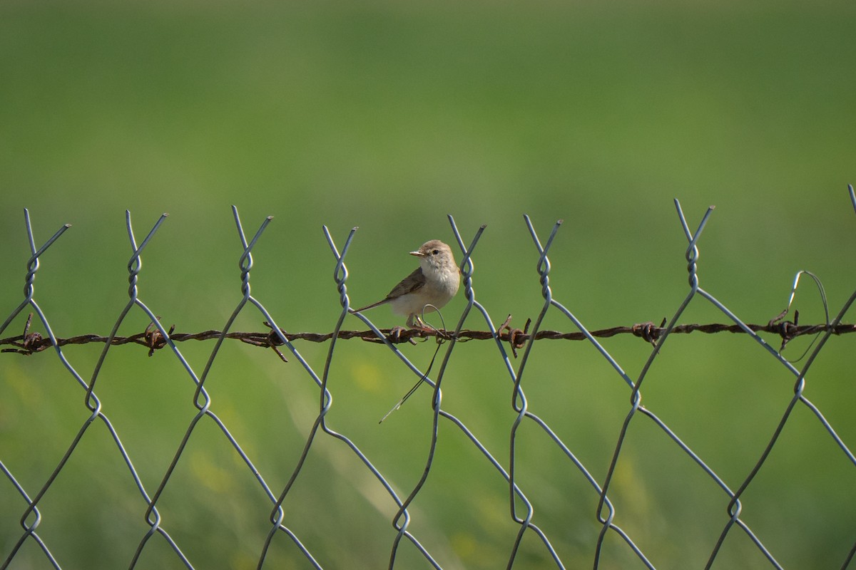 Booted Warbler - ML638400788