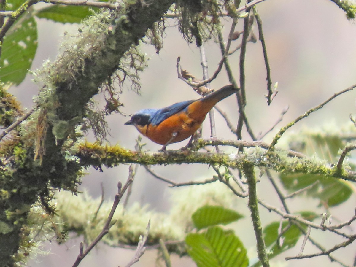 Chestnut-bellied Mountain Tanager - ML638400799