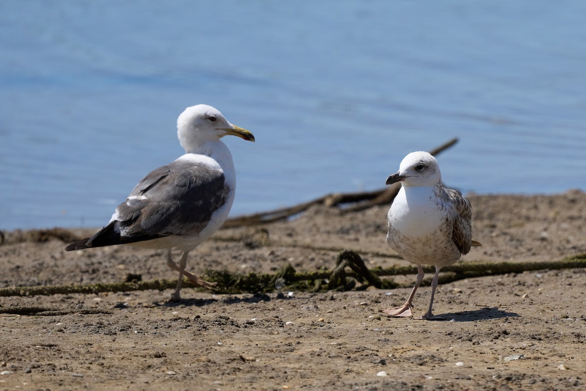 Yellow-legged Gull - ML638400813