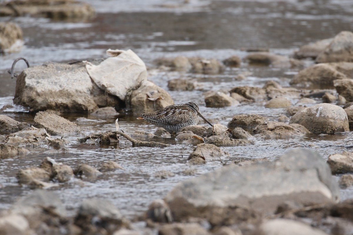 Solitary Snipe - ML638400831