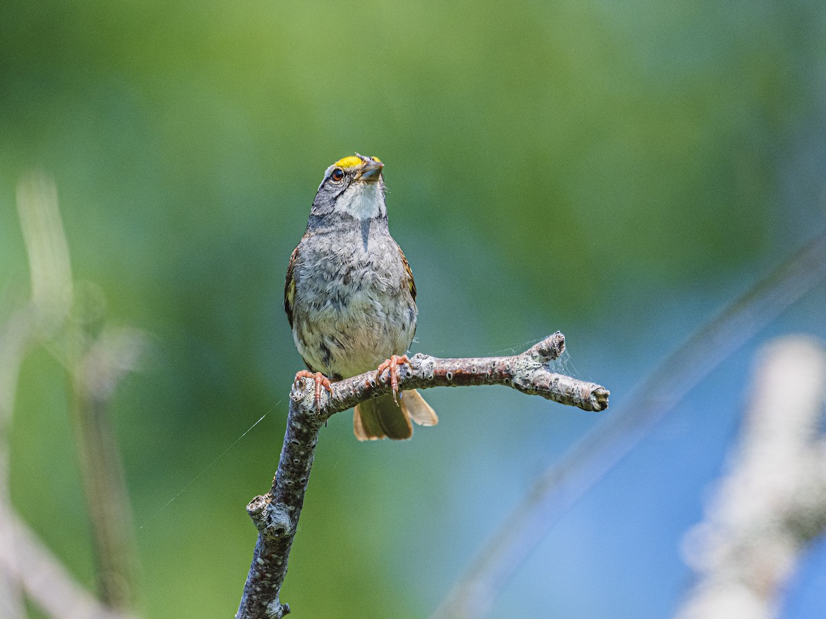 White-throated Sparrow - ML638400886