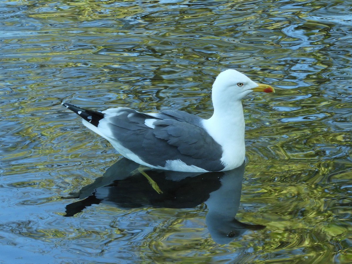 Lesser Black-backed Gull - ML638400912