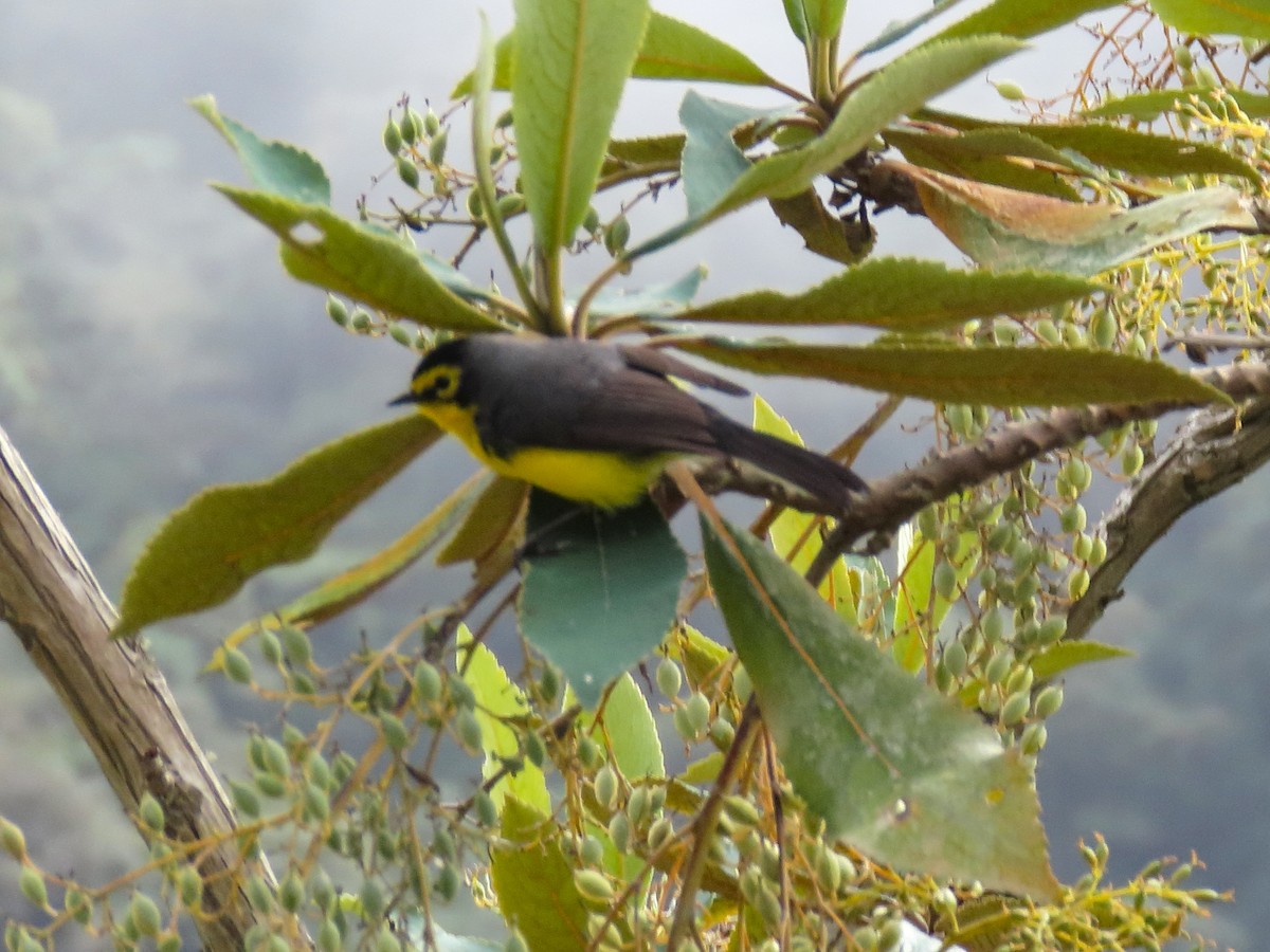 Spectacled Redstart - ML638400935