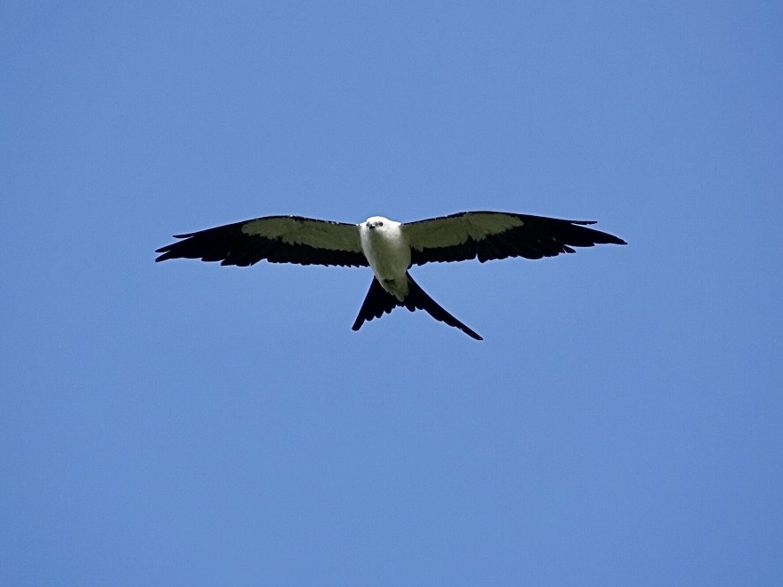 Swallow-tailed Kite - ML638400955
