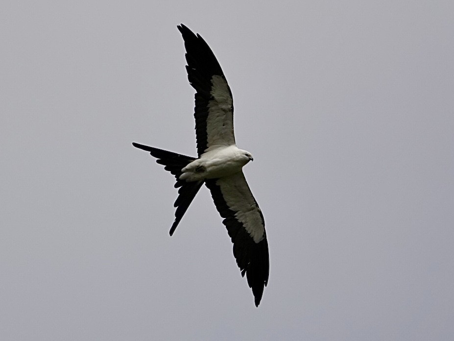Swallow-tailed Kite - ML638400966