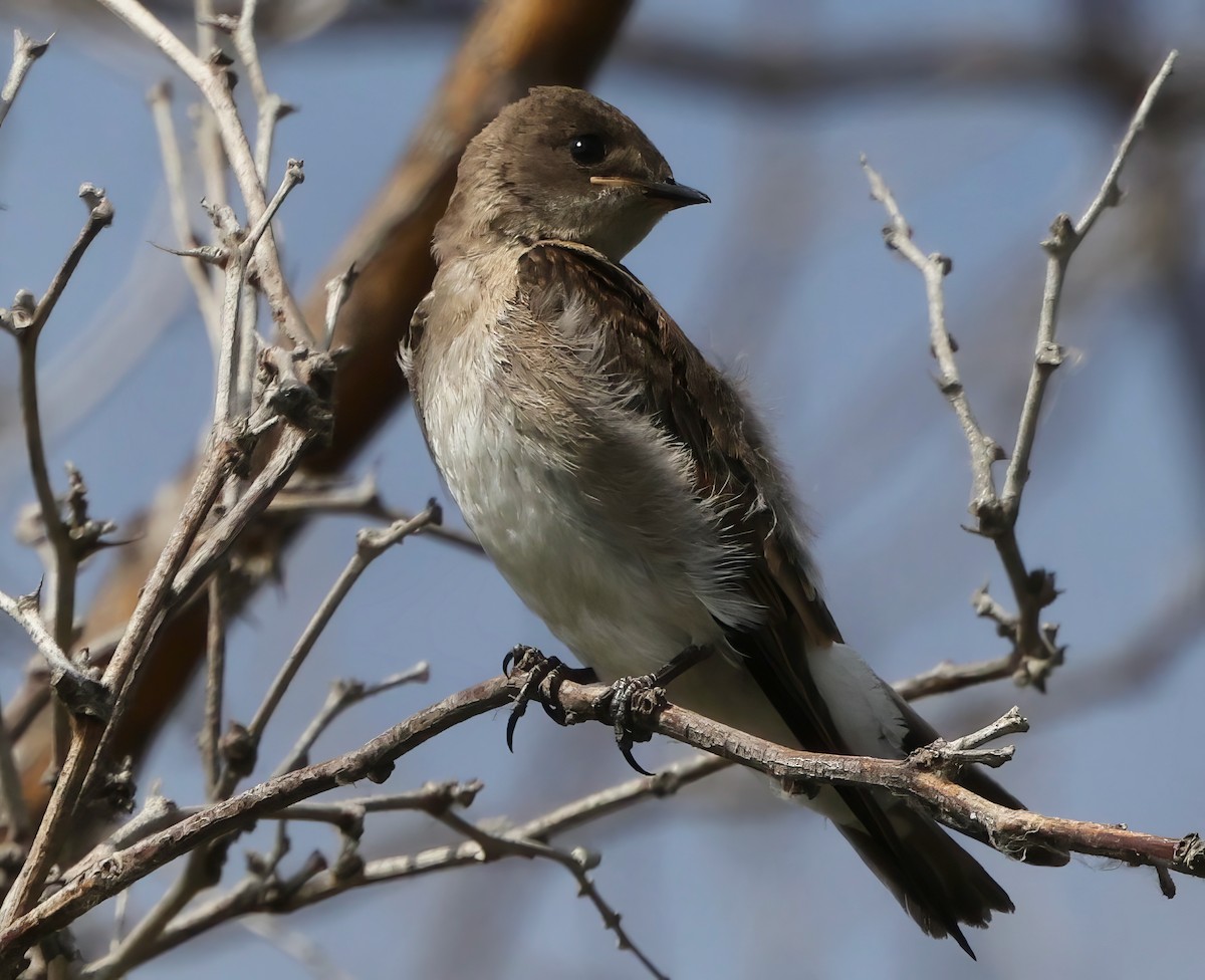 Northern Rough-winged Swallow - ML638400983