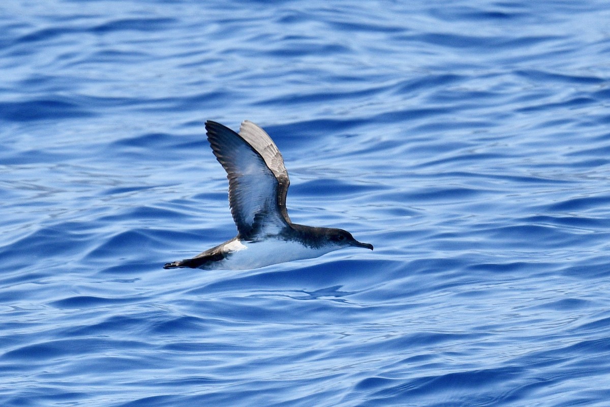 Yelkouan Shearwater - ML638401069