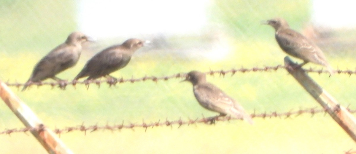 European Starling - ML638401072