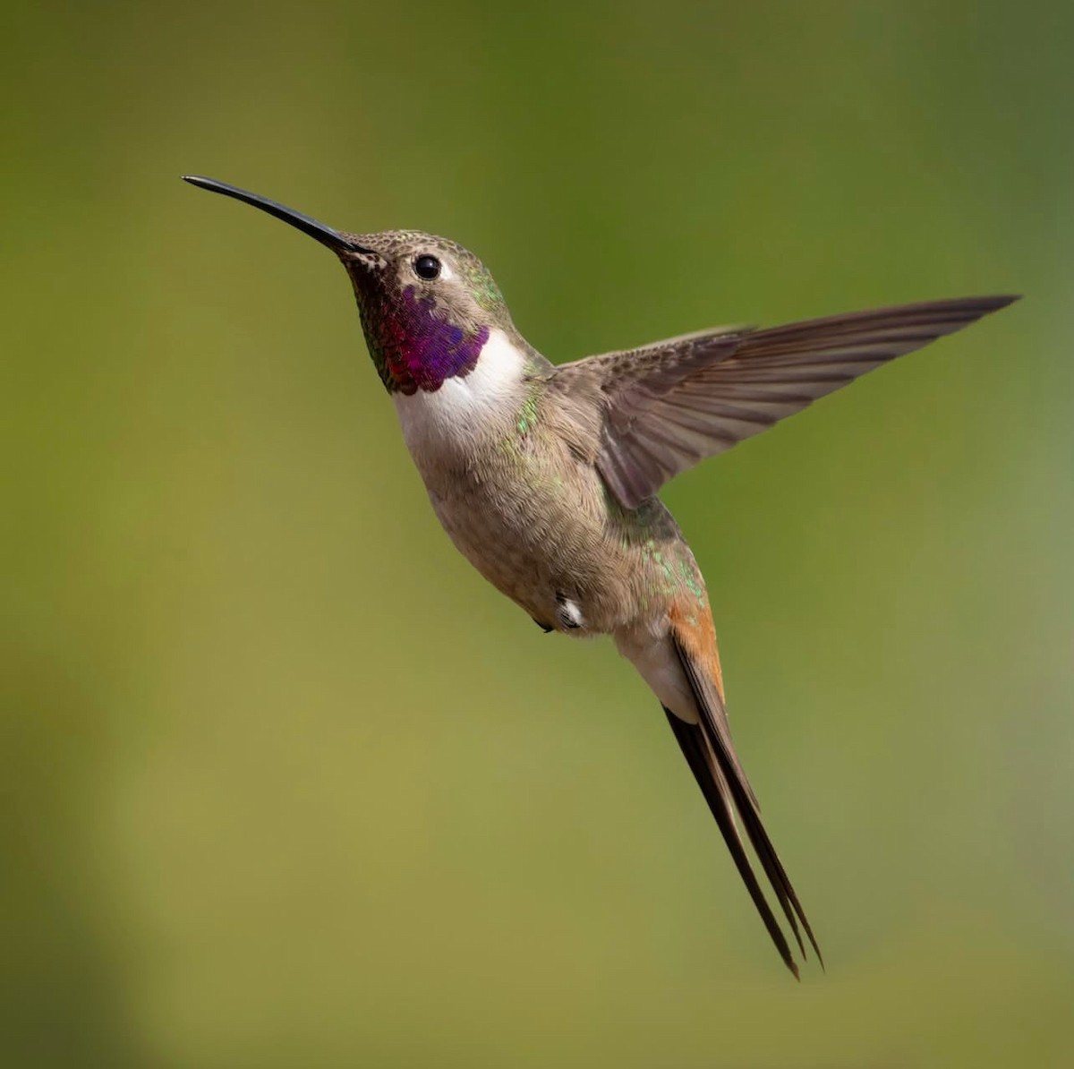 Oasis Hummingbird - ML638401082