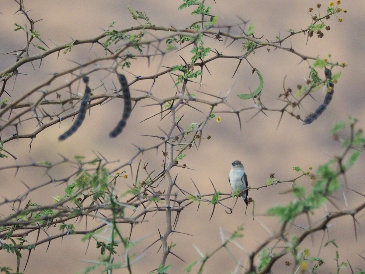African Silverbill - ML638401102
