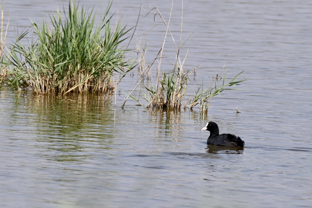 Eurasian Coot - ML638401105
