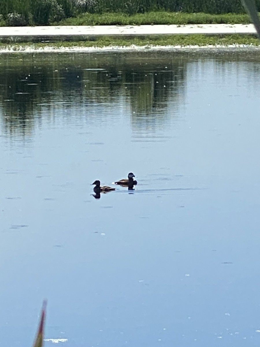 Ruddy Duck - ML638401206