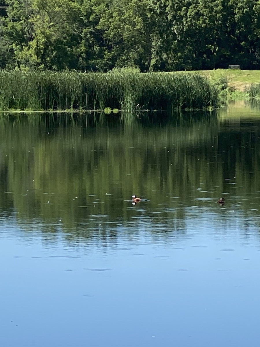 Ruddy Duck - ML638401207