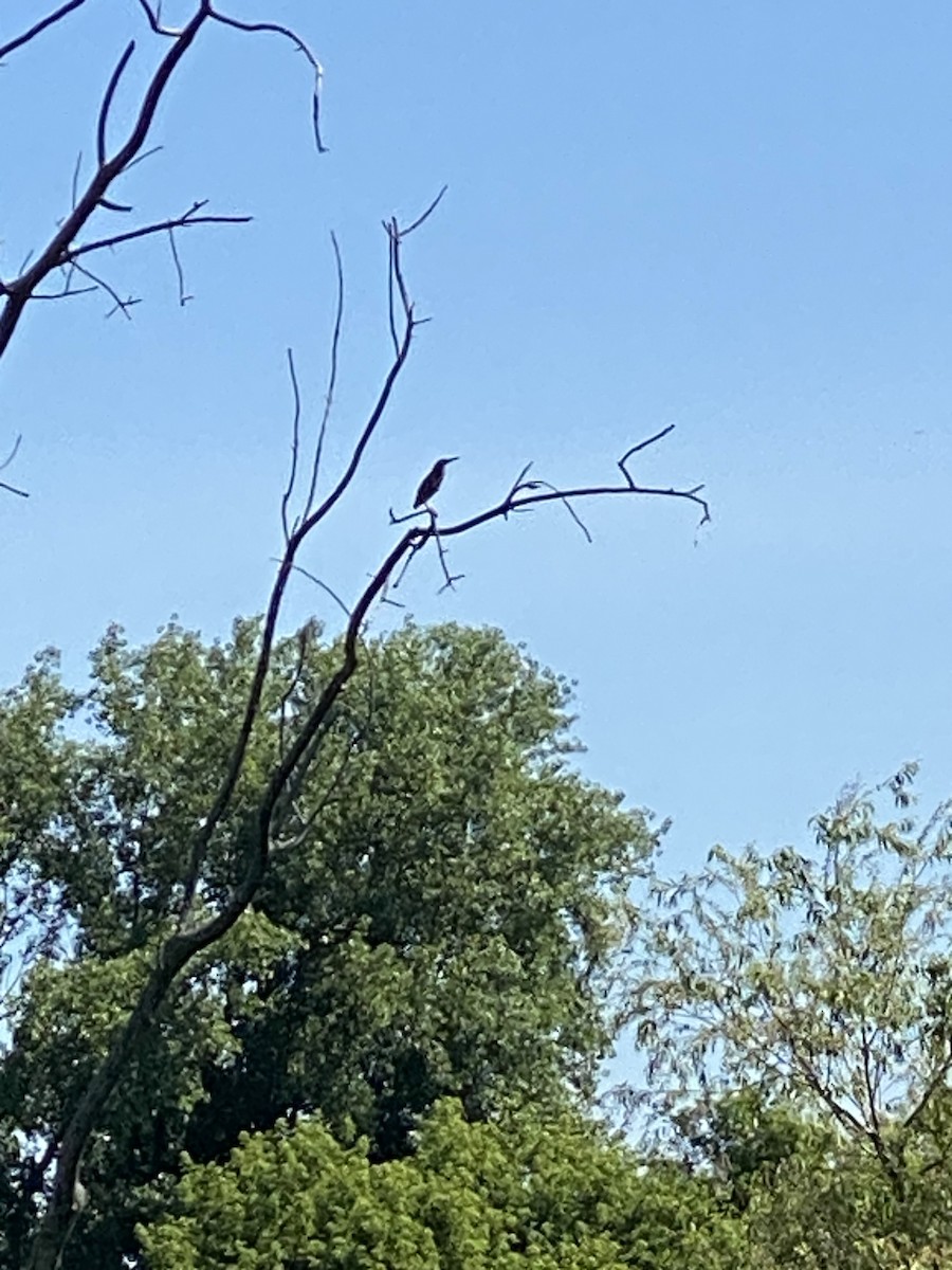 Green Heron - ML638401223