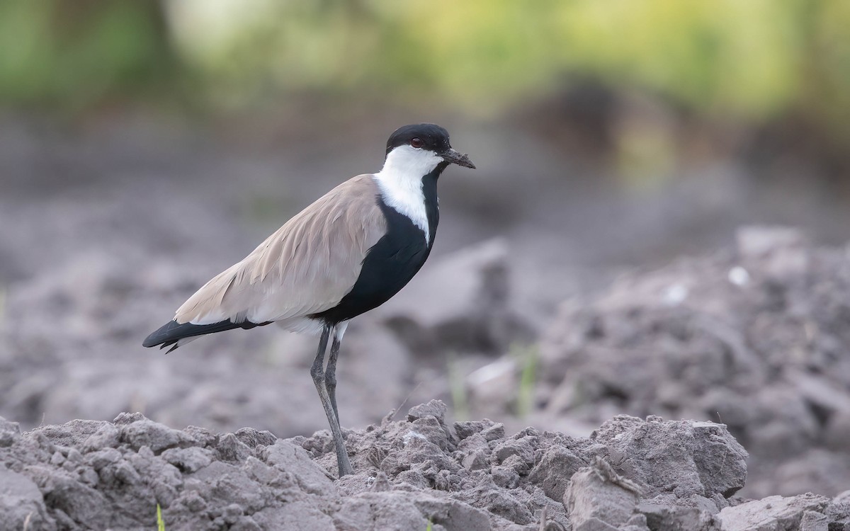 Spur-winged Lapwing - ML638401238