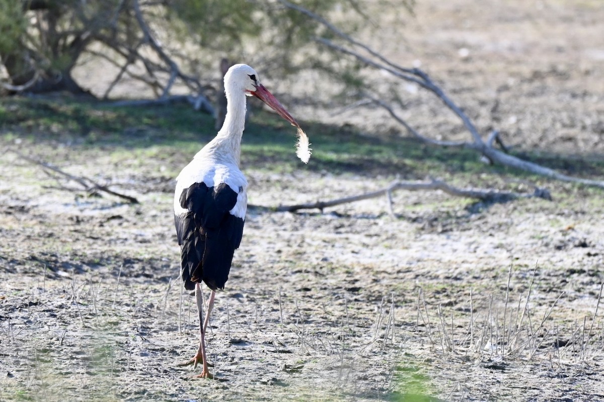 White Stork - ML638401251