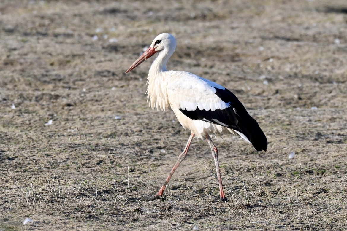White Stork - ML638401252