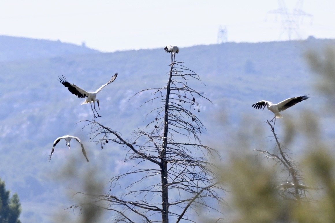 White Stork - ML638401260