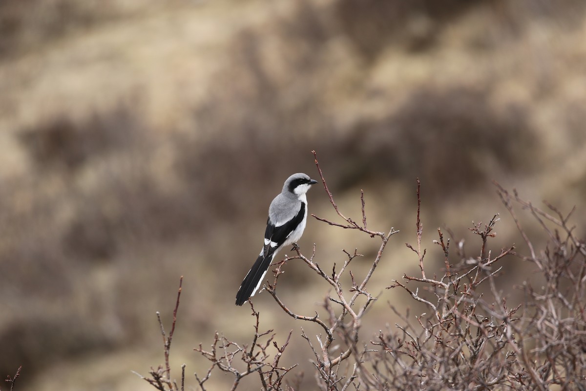 Giant Shrike - ML638401262