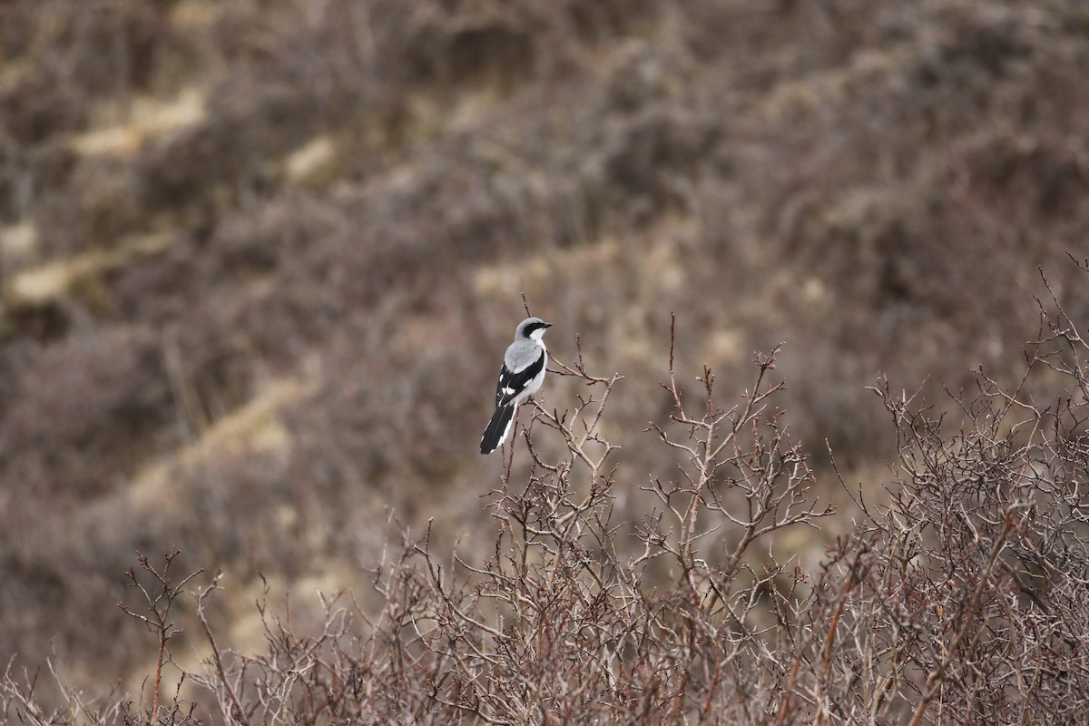 Giant Shrike - ML638401264