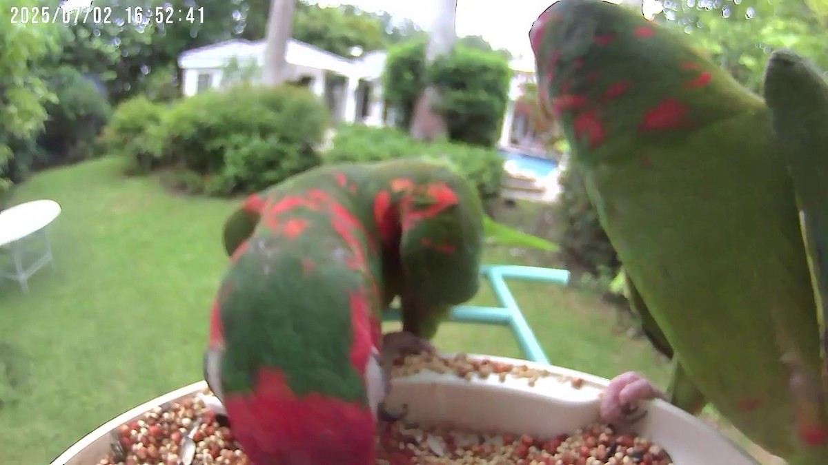 Mitred Parakeet - ML638401288