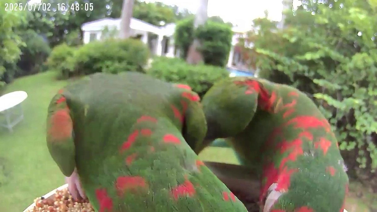 Mitred Parakeet - ML638401289
