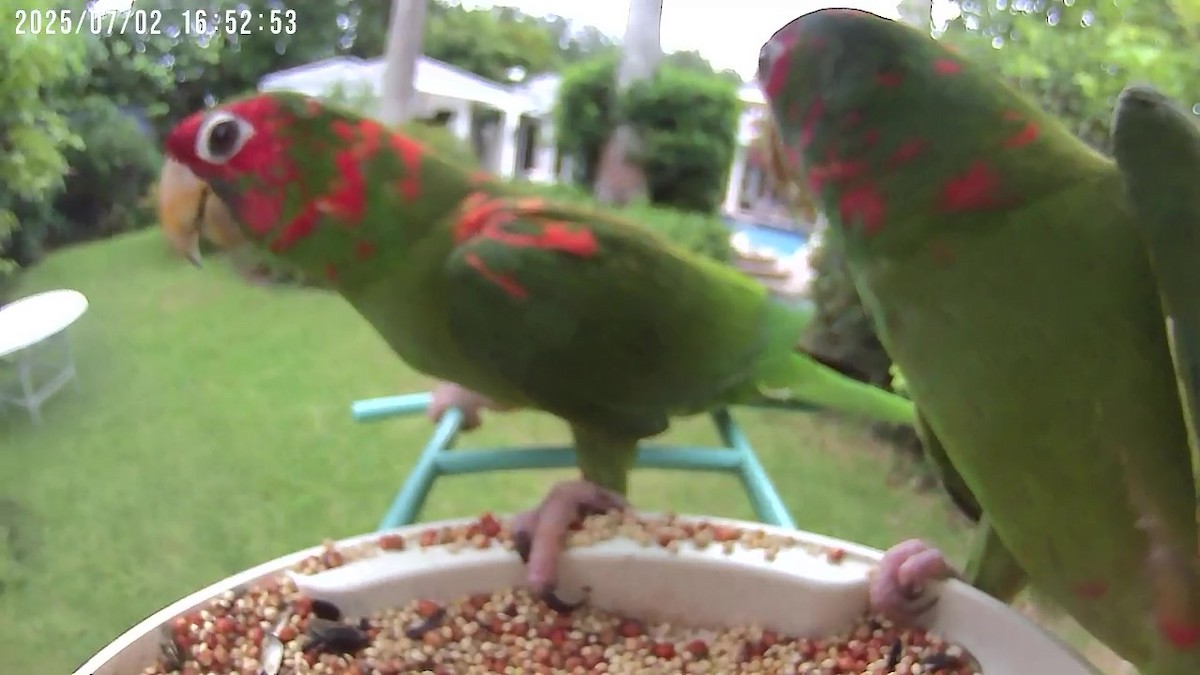 Mitred Parakeet - ML638401290