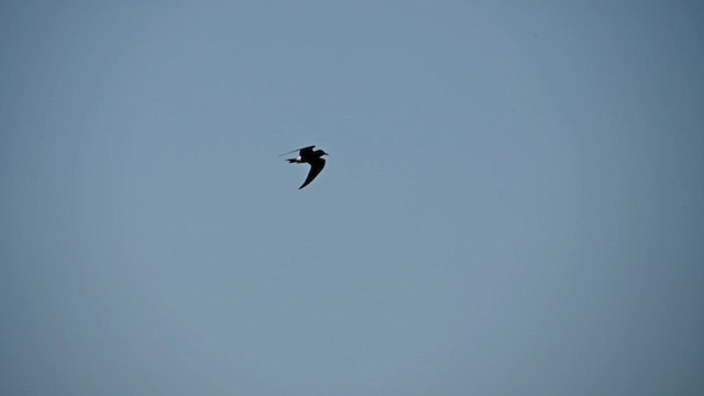 Black Tern - ML638401310