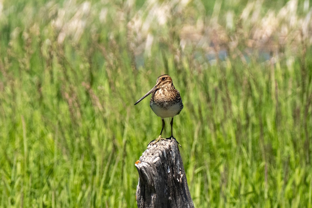 Wilson's Snipe - ML638401313