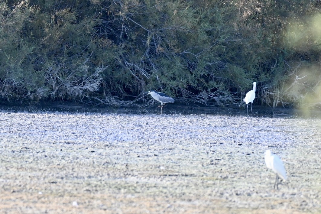 Black-crowned Night Heron - ML638401315