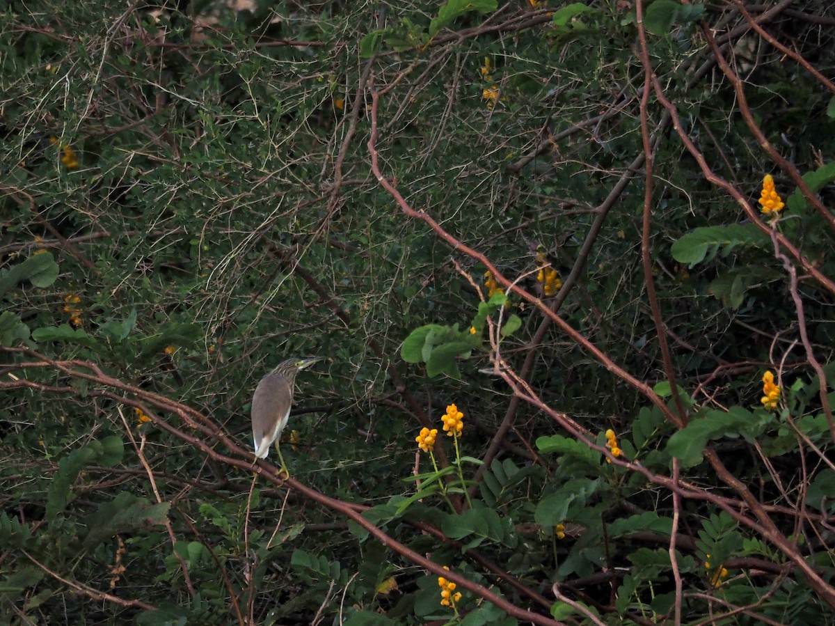 Indian Pond-Heron - ML638401331