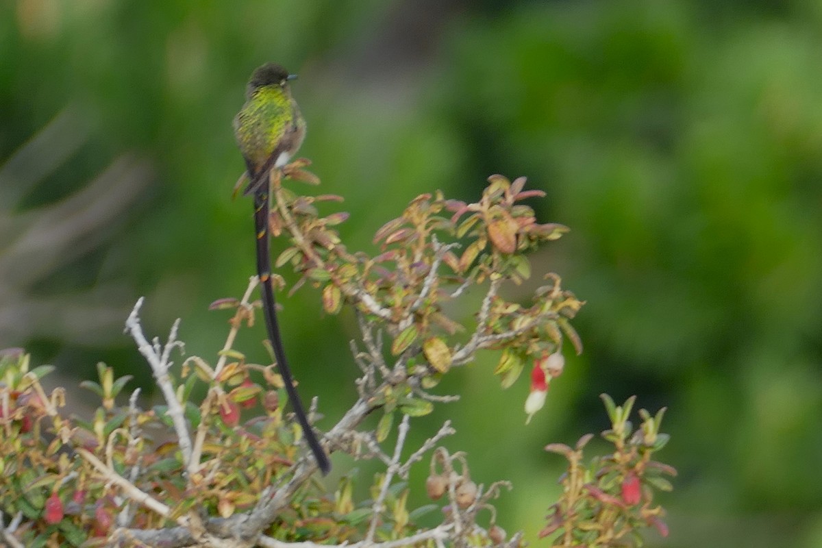 Black-tailed Trainbearer - ML638401391