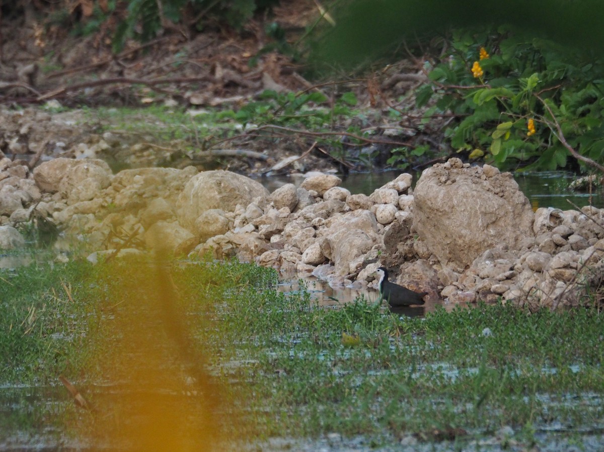 White-breasted Waterhen - ML638401401