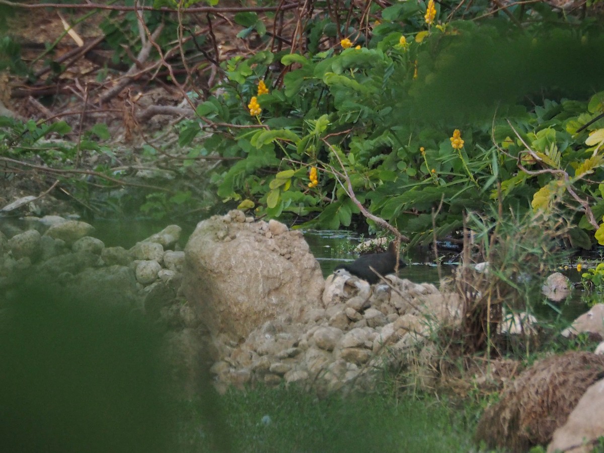 White-breasted Waterhen - ML638401405