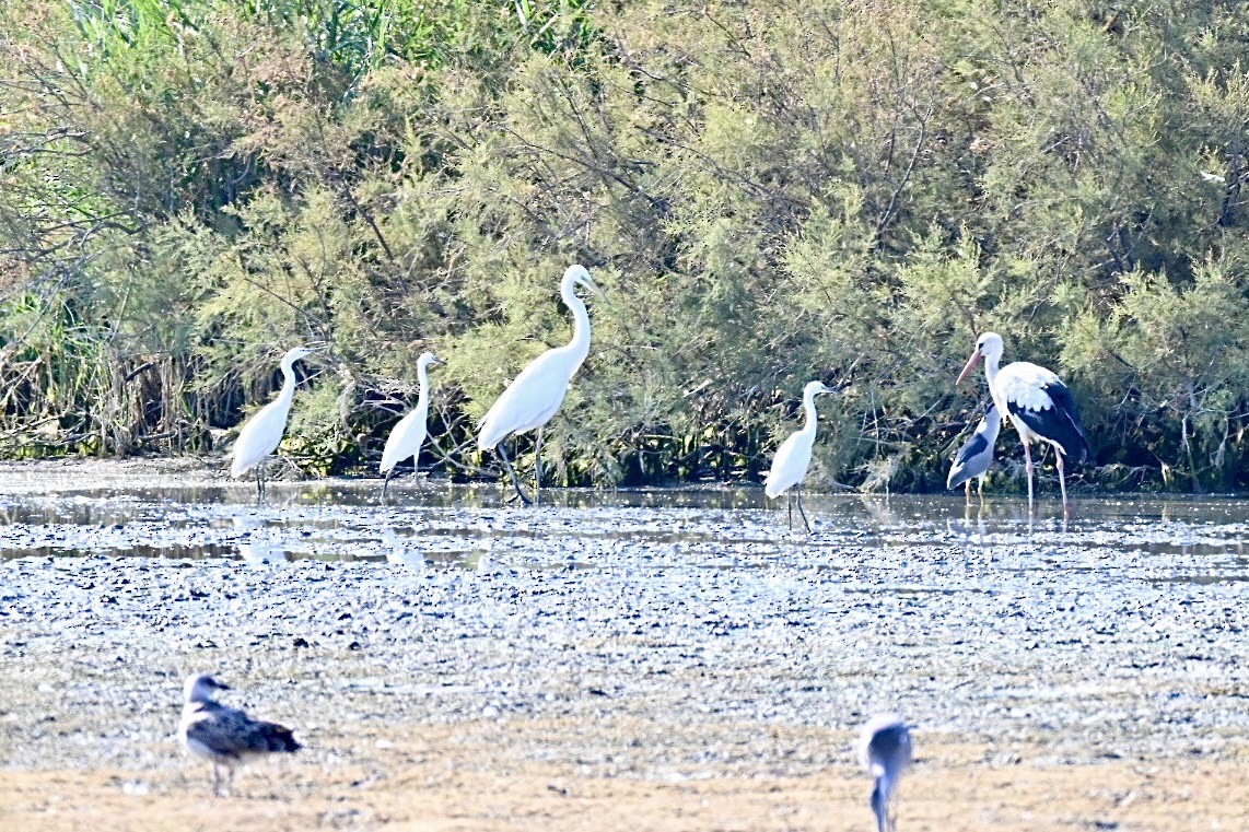 Little Egret - ML638401441