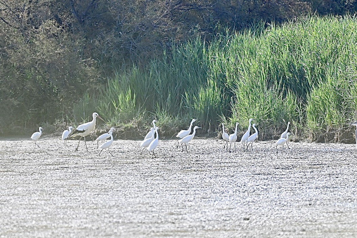 Little Egret - ML638401442
