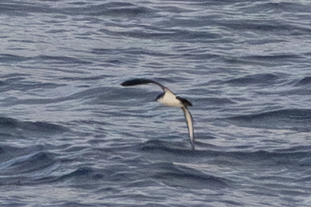 Wedge-tailed Shearwater - ML638401457