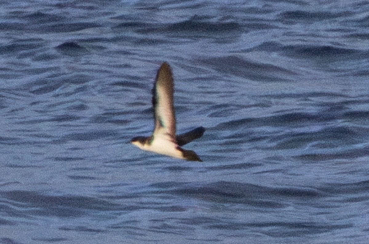 Wedge-tailed Shearwater - ML638401458