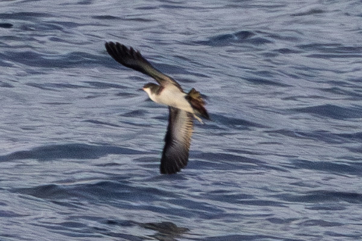 Wedge-tailed Shearwater - ML638401459