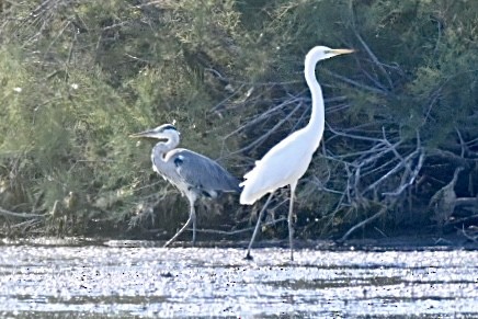 Great Egret - ML638401474