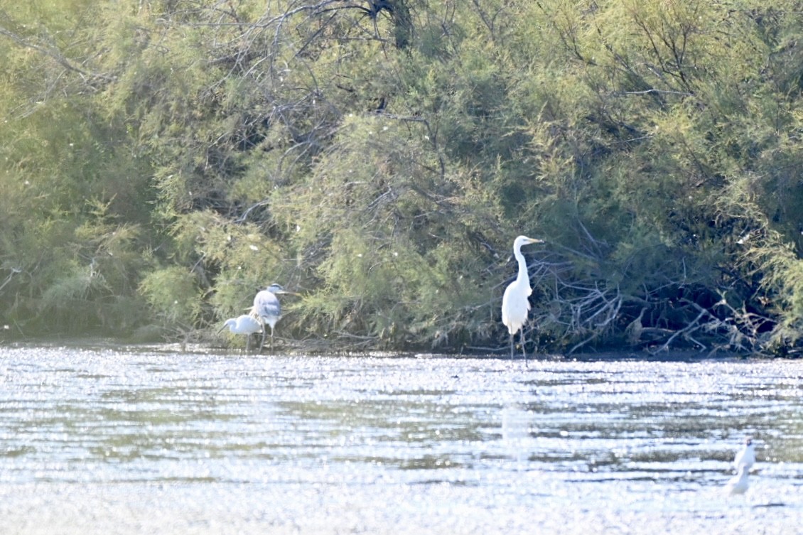 Great Egret - ML638401475