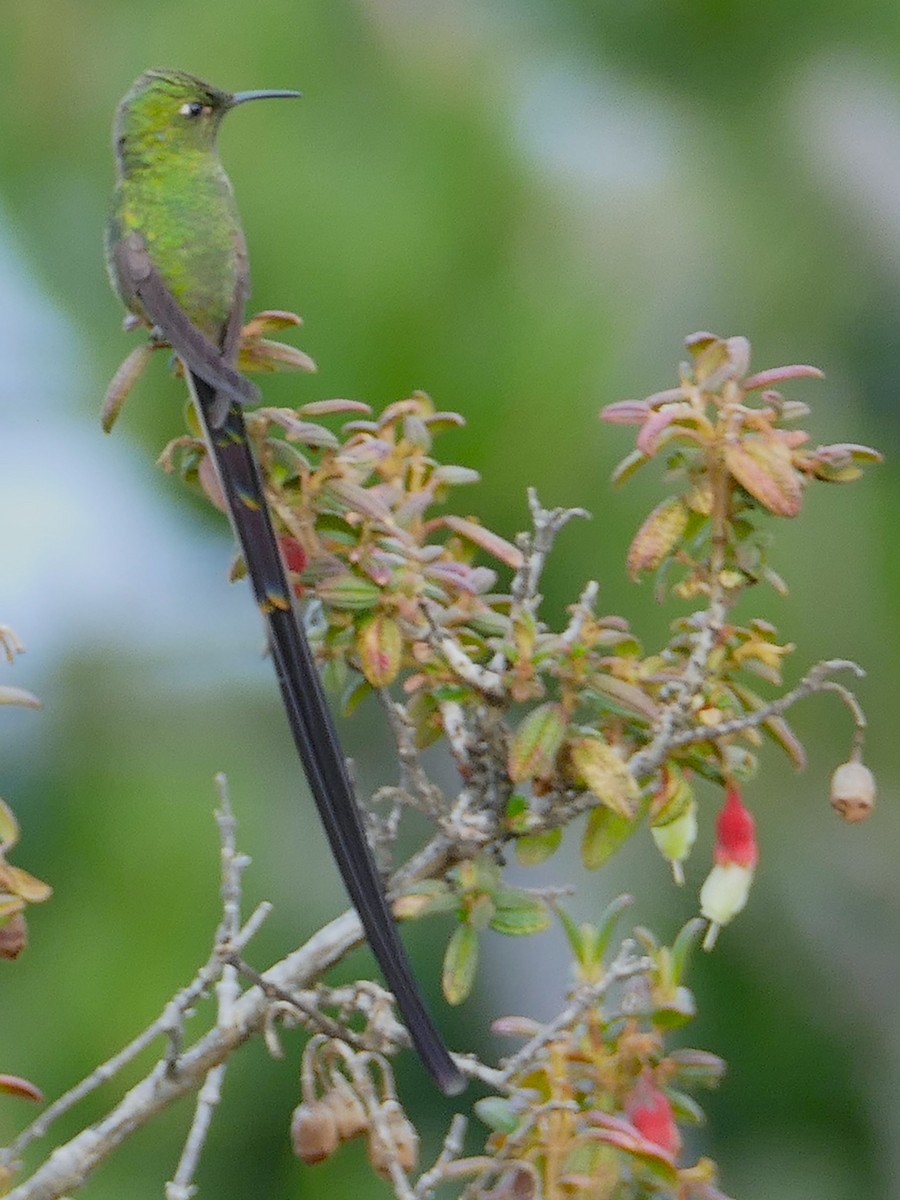 Black-tailed Trainbearer - ML638401488