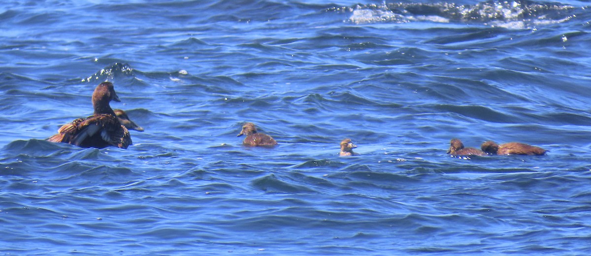 Common Eider - ML638401508
