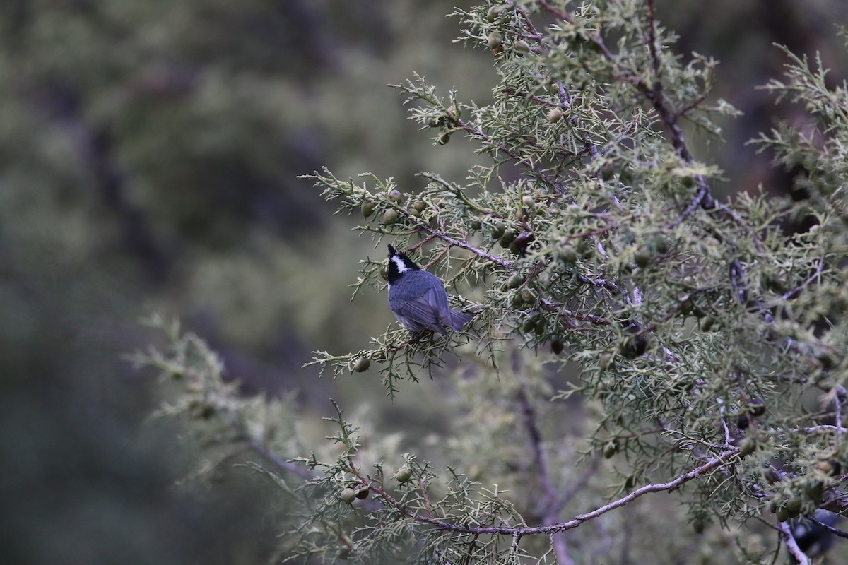 Rufous-vented Tit - ML638401516