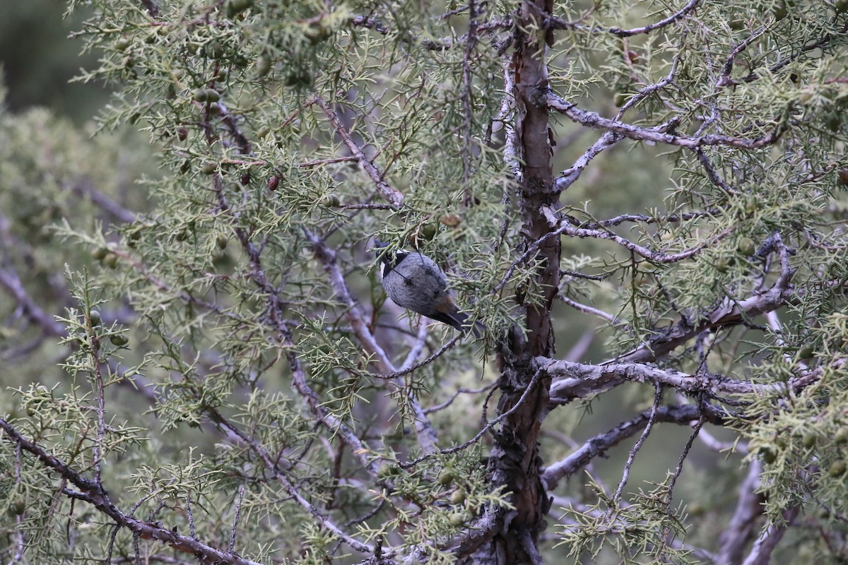Rufous-vented Tit - ML638401517